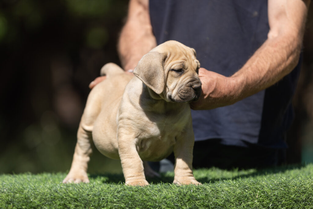 alt=" Fawn female Bostu Boerboel puppy from the best Boerboel kennel in the world"
