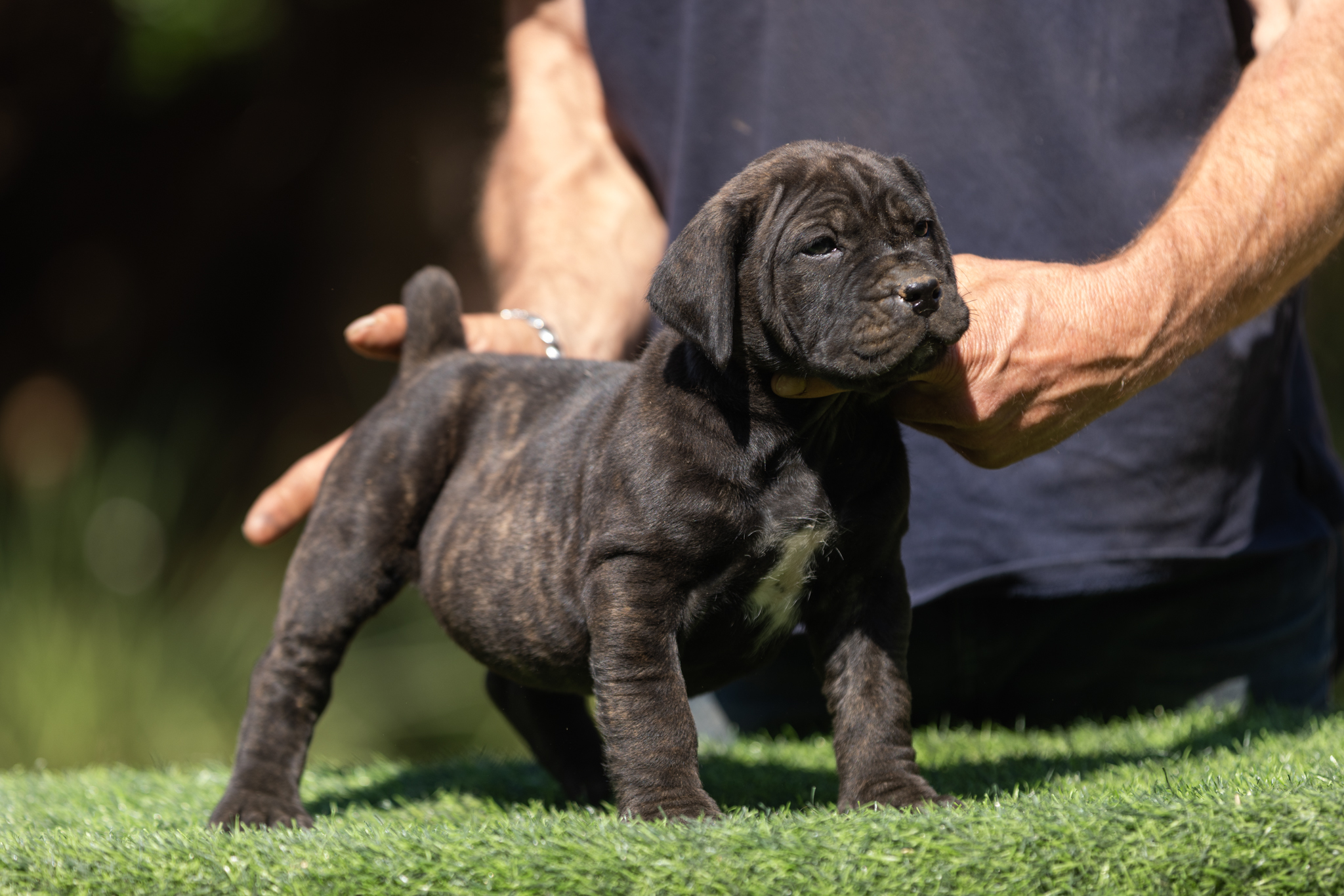 alt = "Bostu Boerboel female puppy from world class Boerboel kennel