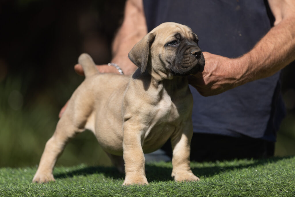 alt = "Fawn male Bostu Boerboel puppy"
